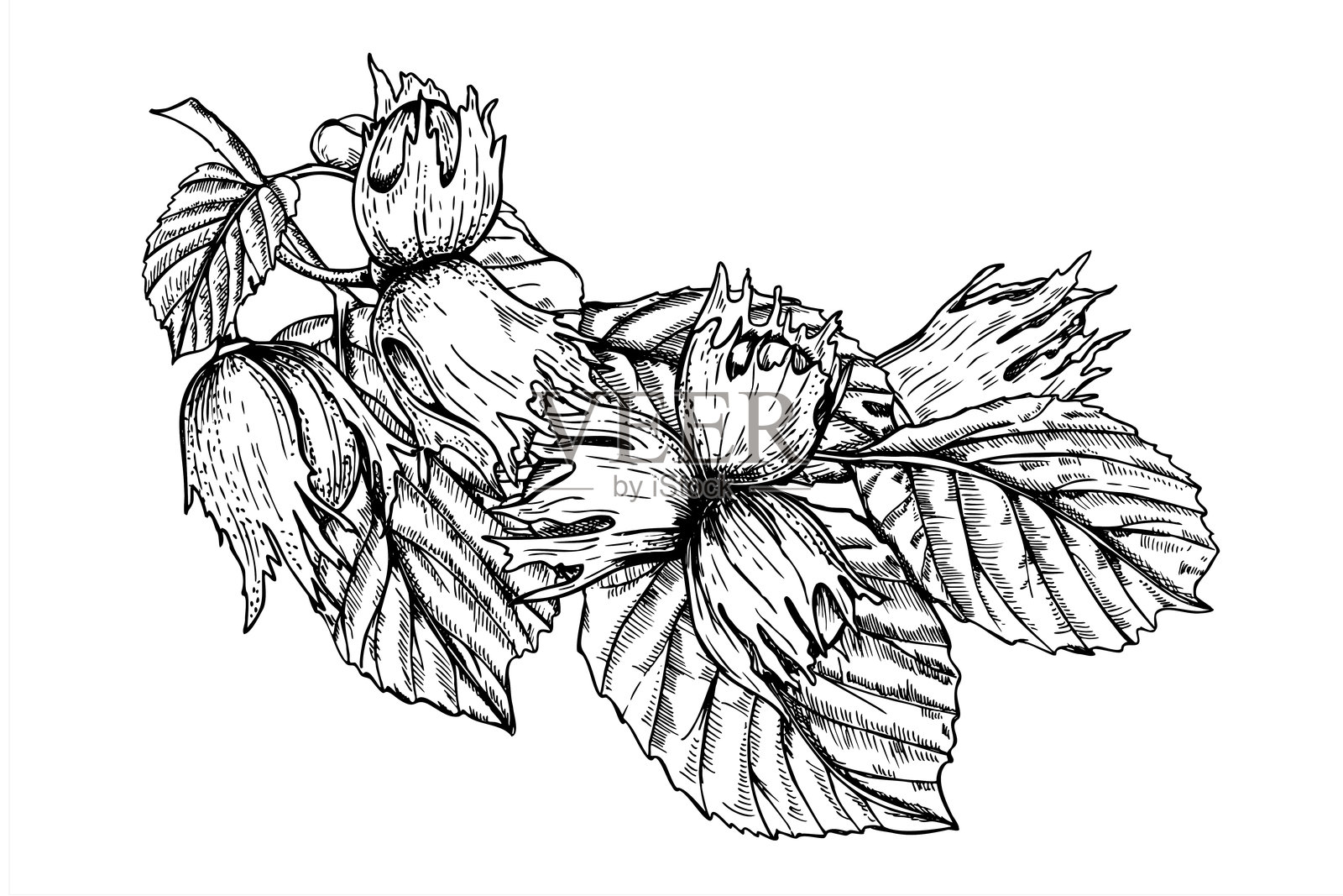 树枝上未成熟的榛子与叶子，单色矢量插画，黑墨水绘制。正在成熟的坚果的蚀刻画。适用于素食产品设计、菜单、海报的植物嫩枝。插画图片素材