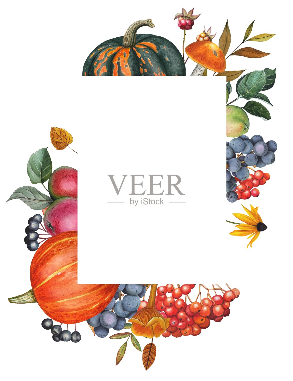 手绘的苹果、浆果、南瓜、秋叶画框。水彩插画。插画图片素材