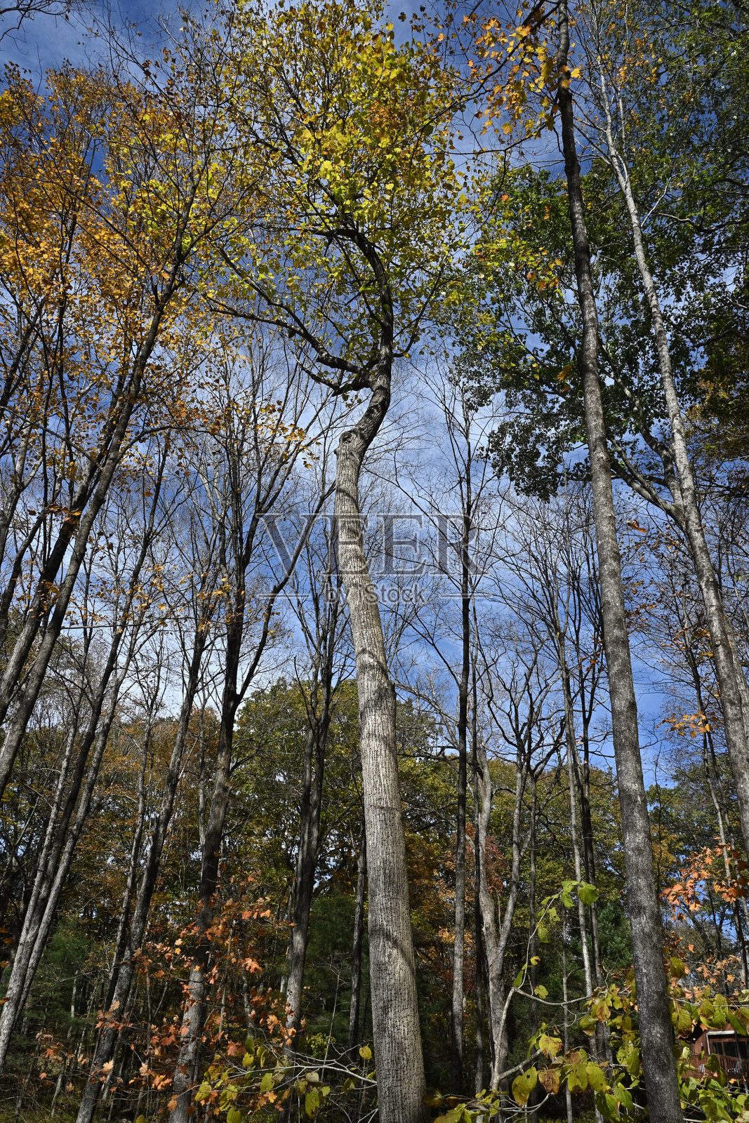 高大的美国椴树照片摄影图片