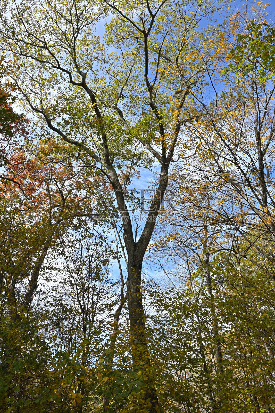 树的形状照片摄影图片
