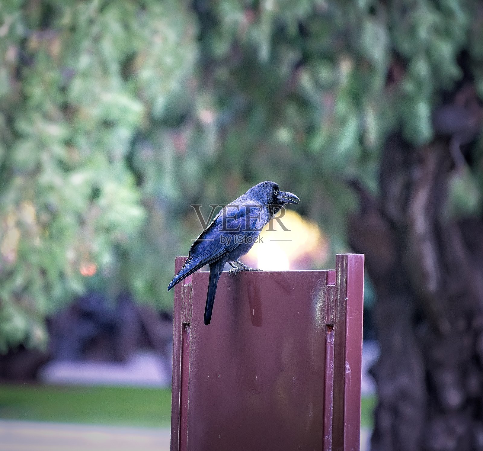 大嘴鸦照片摄影图片