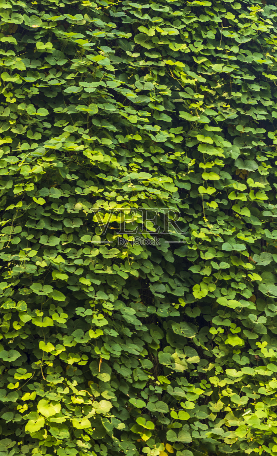 爬满植物的墙壁。园艺景观照片摄影图片