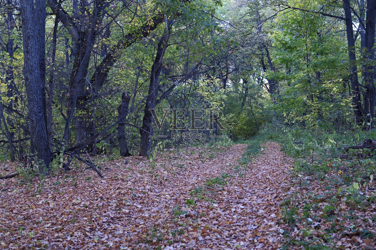 秋季落叶林的多彩景色。照片摄影图片