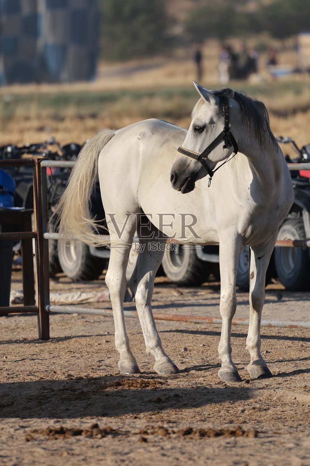 马在田野里站立照片摄影图片
