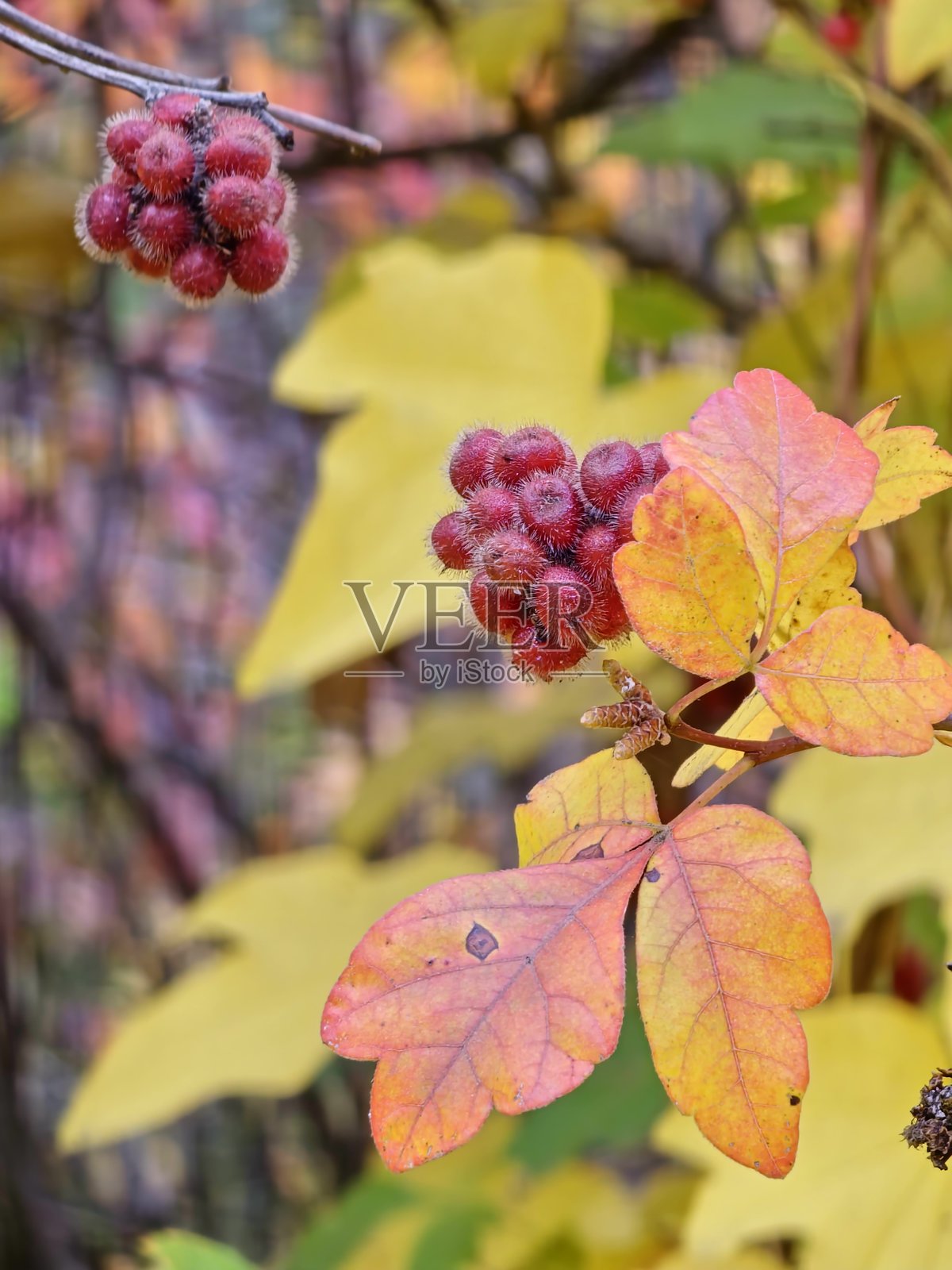香sumac（芳香漆树）的果实，背景是黄色的秋叶。焦点选择性。背景模糊。照片摄影图片