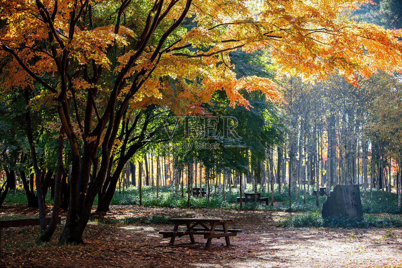 秋日风光照片摄影图片