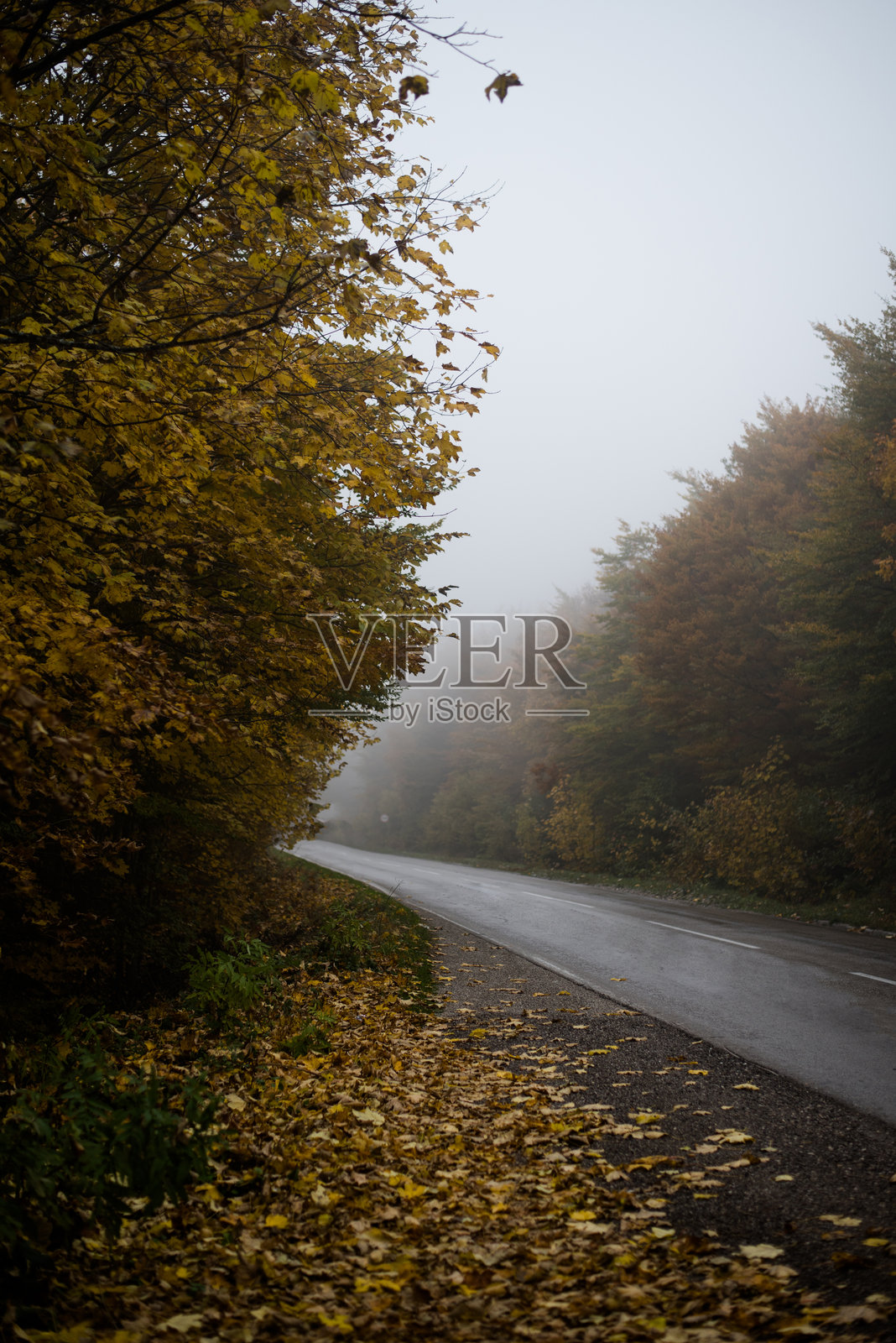 秋日雨中森林里的道路照片摄影图片