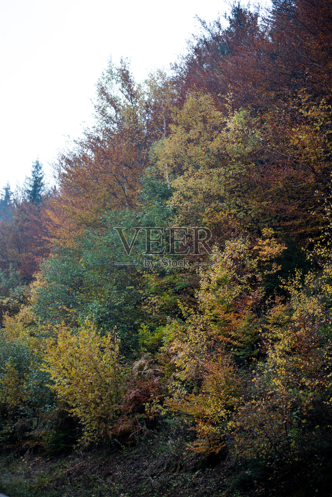 秋天的彩色树木照片摄影图片