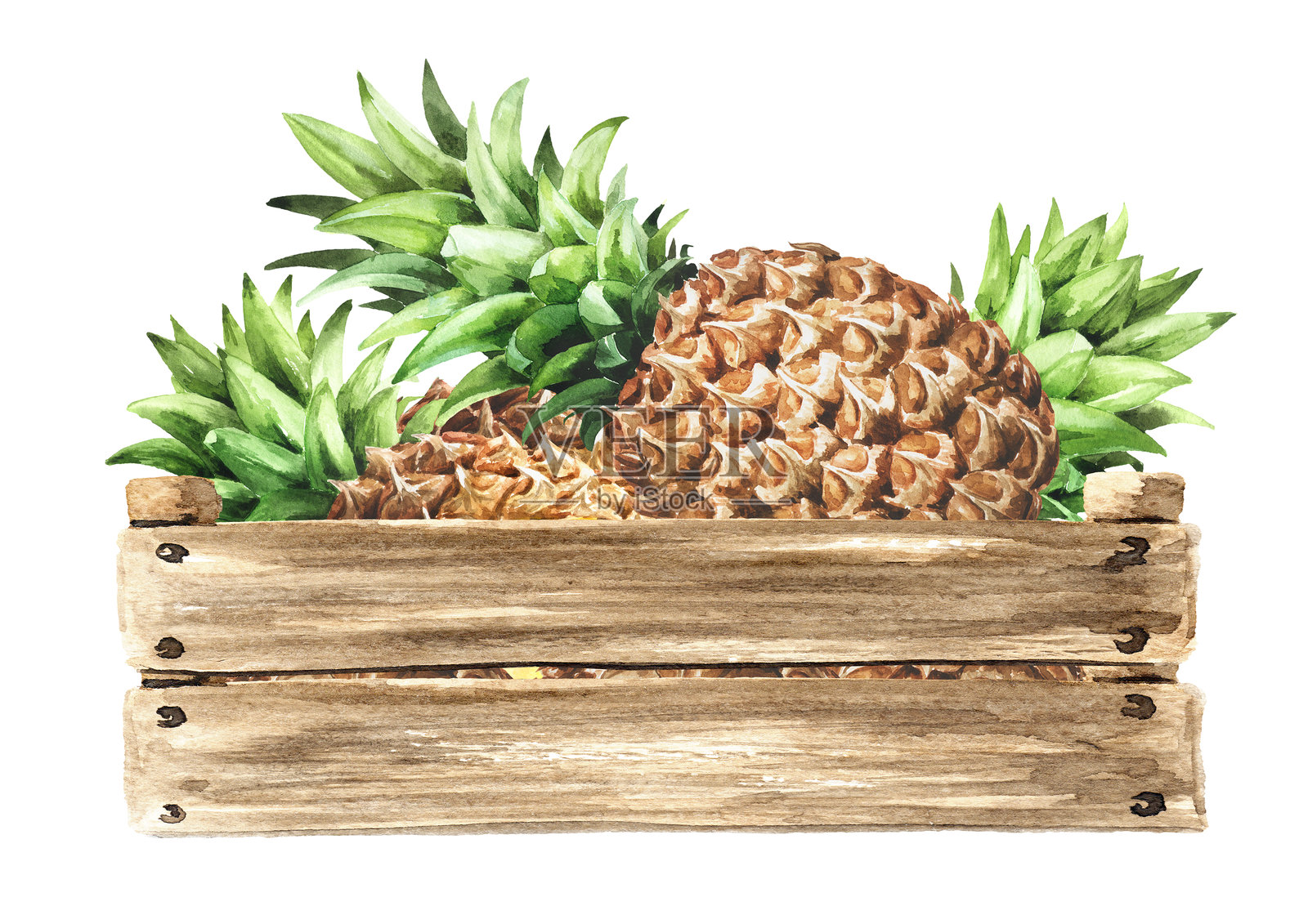 木箱，装有成熟菠萝的水果箱插画图片素材