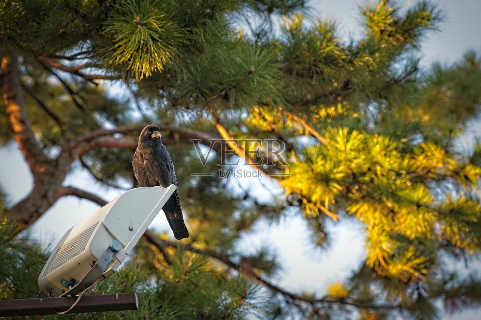 大嘴乌鸦照片摄影图片