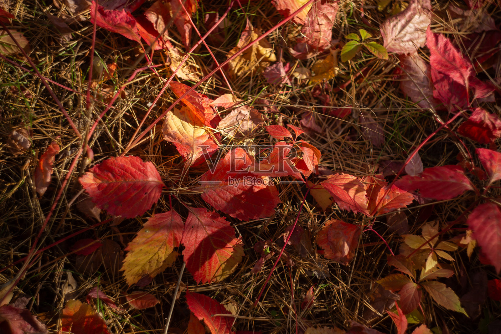 秋日美景，树木与绿叶照片摄影图片