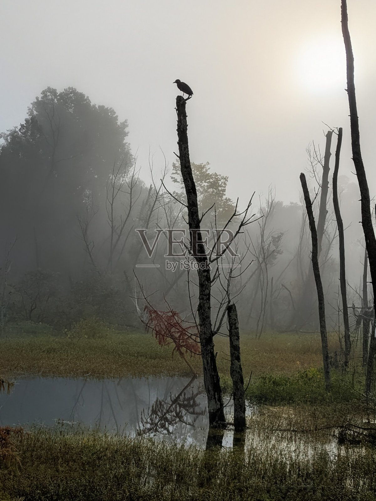 雾气朦胧的早晨，湿地里一只黄冠夜鹭的剪影照片摄影图片