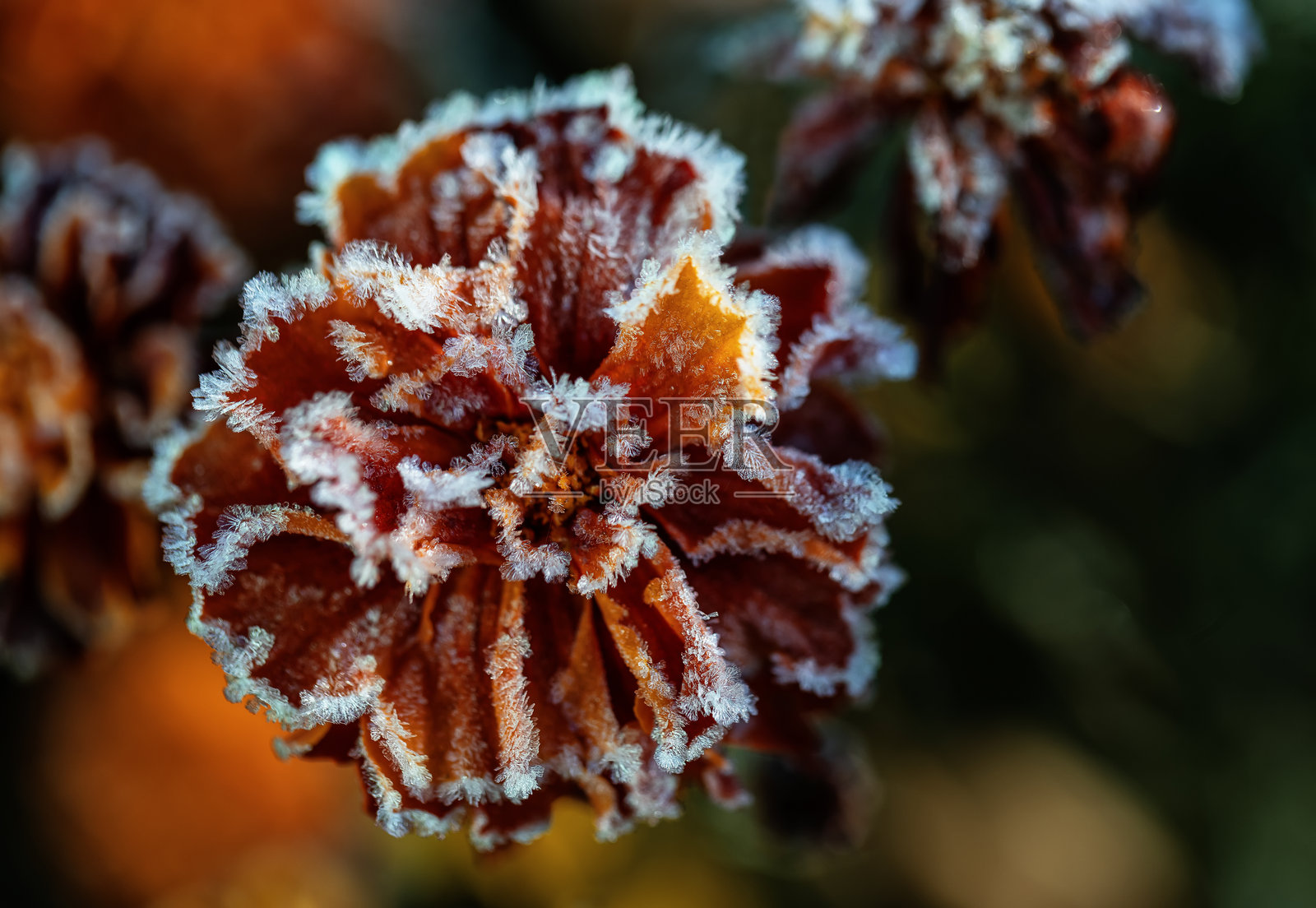 在秋日霜冻的清晨，花园里的橙色万寿菊被冰冷的透明的霜晶覆盖着，展现出自然之美。照片摄影图片