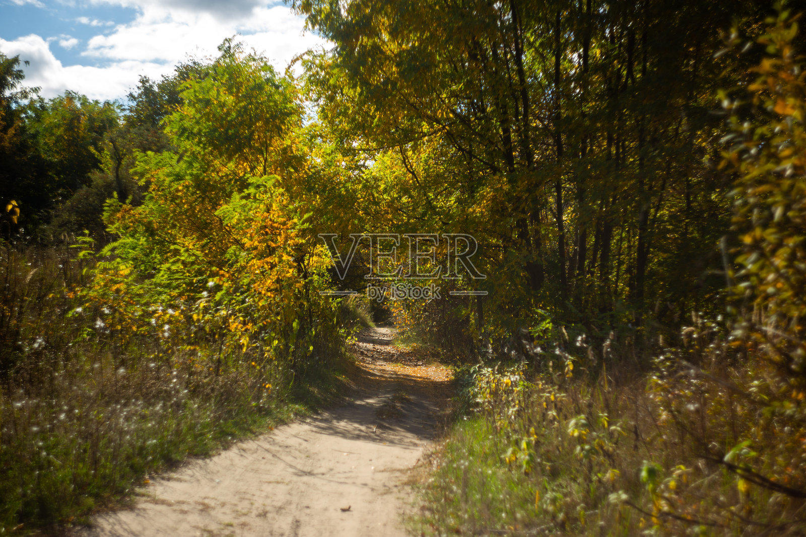 美丽的秋景，有树木和绿叶照片摄影图片