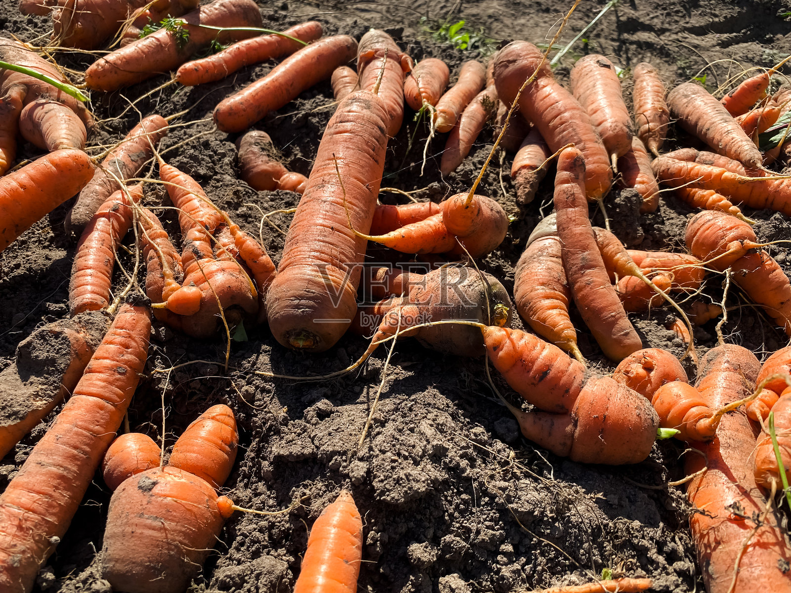 特写镜头：花园里菜床上堆放的胡萝卜收成照片摄影图片