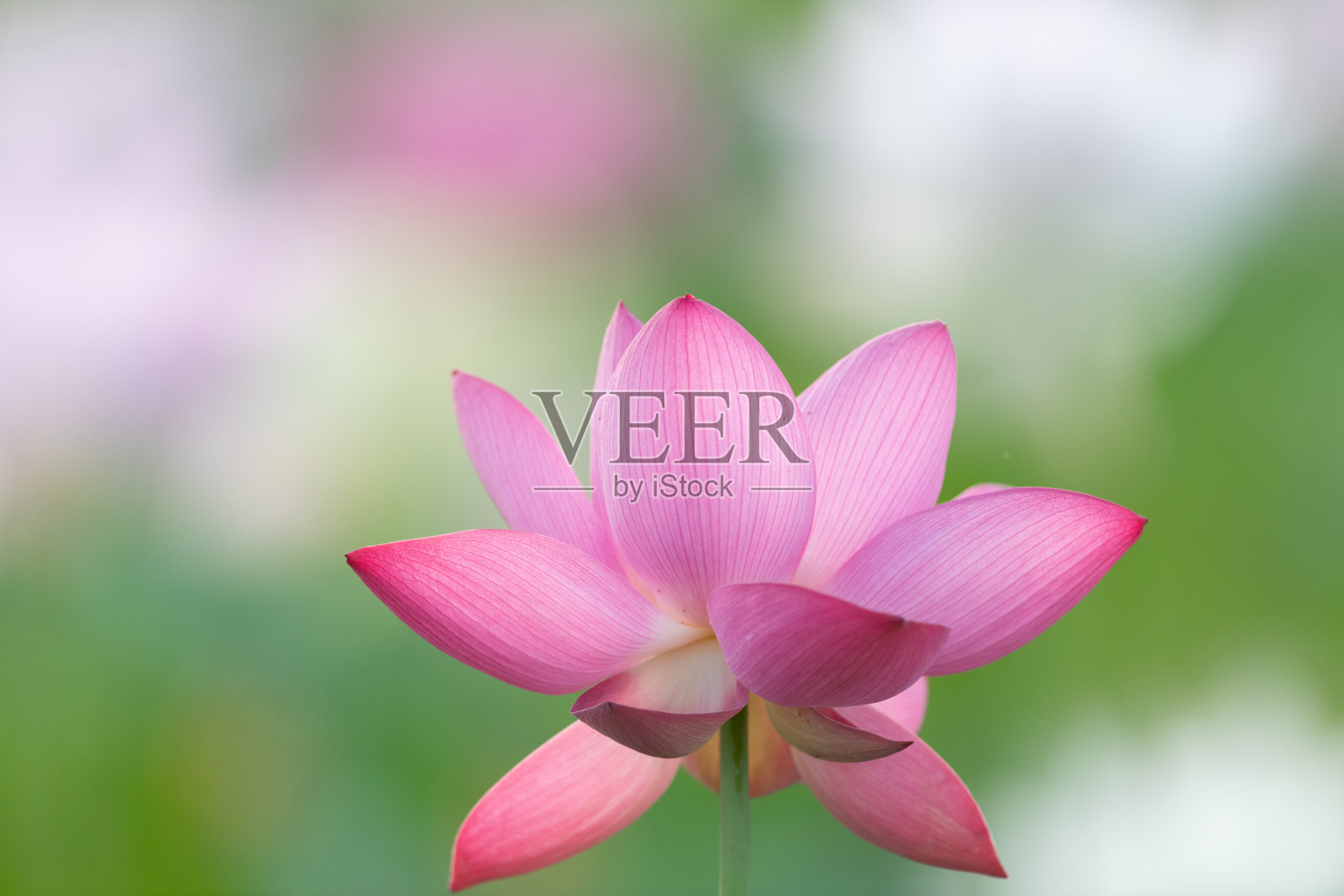 美丽的莲花照片摄影图片