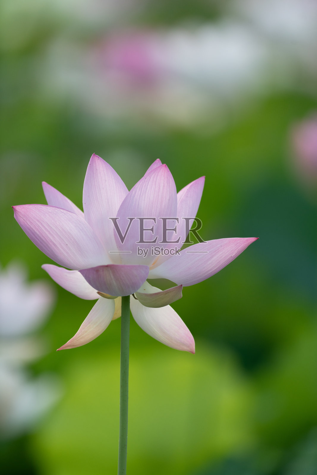 美丽的荷花照片摄影图片