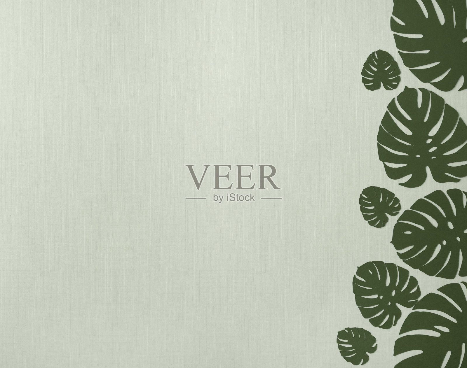 浅绿色背景上，扁平风格的绿色龟背竹叶装饰，留有复制空间和边框。照片摄影图片