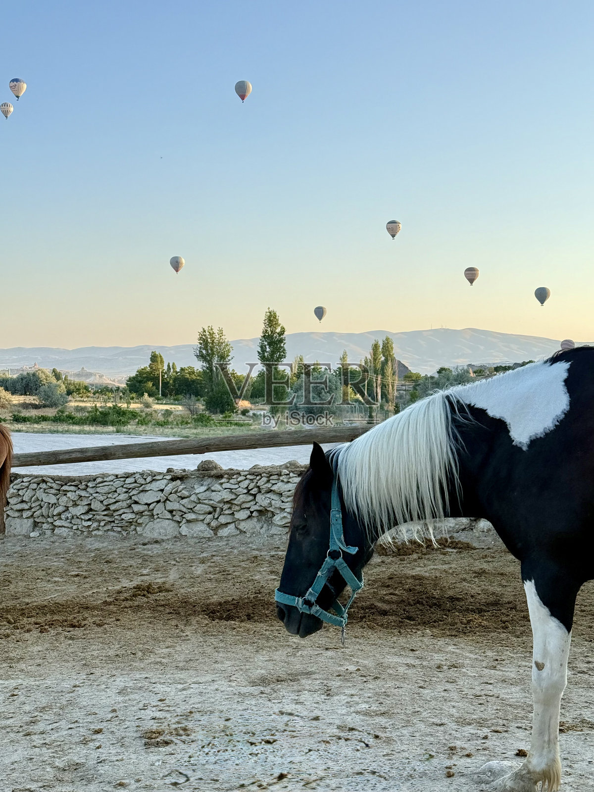 马匹在沙质围场。马匹在干旱的景观中。照片摄影图片