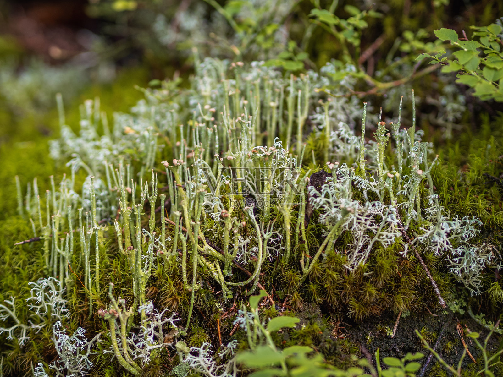 森林中的地衣照片摄影图片
