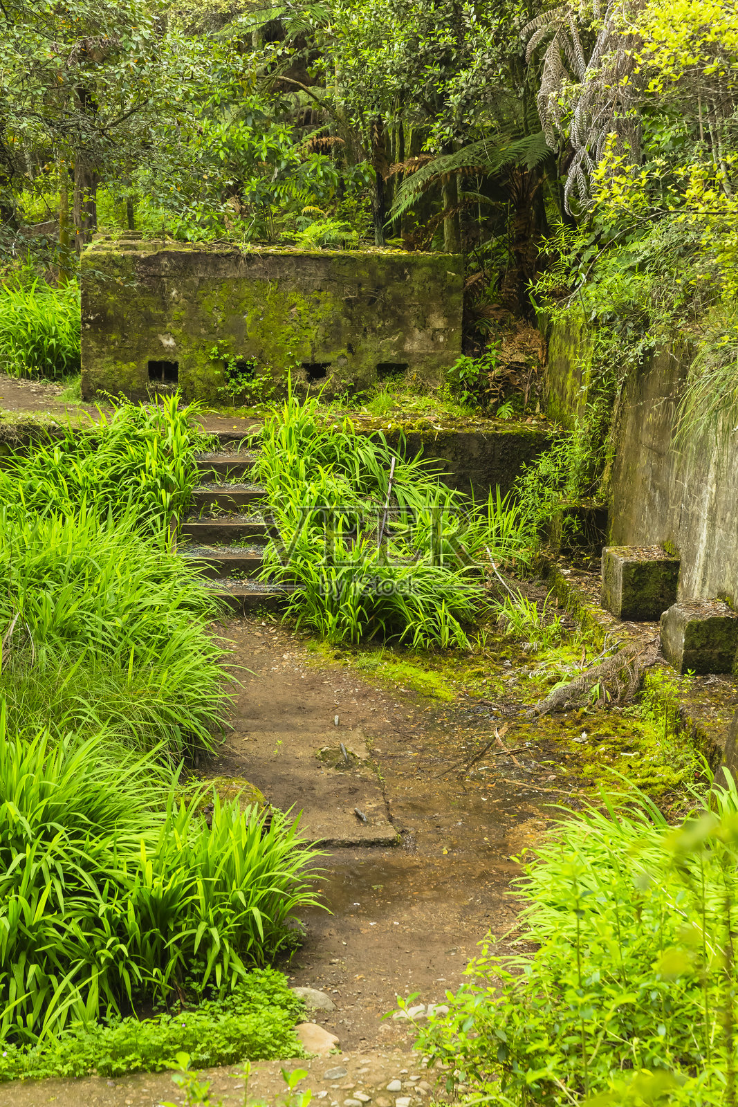 新西兰科罗曼德尔卡兰加哈克峡谷的黄金开采照片摄影图片