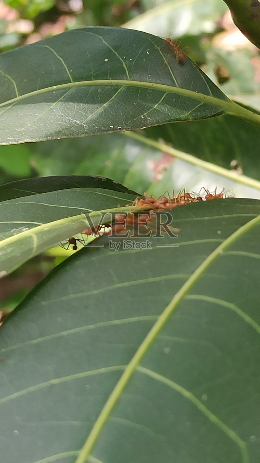 绿叶上的大红蚂蚁照片摄影图片
