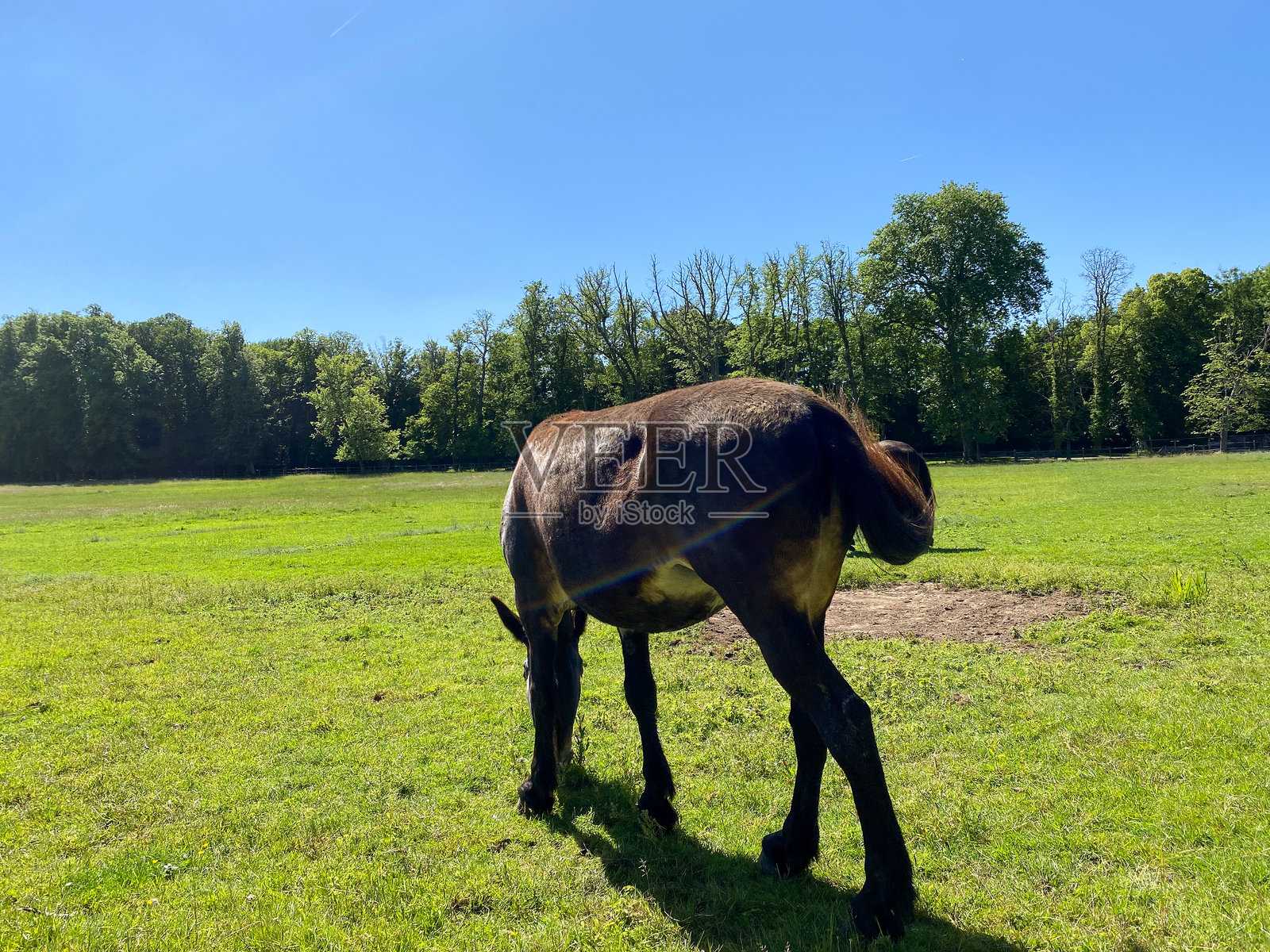一只棕色的马在蓝天下的绿色草地上吃草照片摄影图片