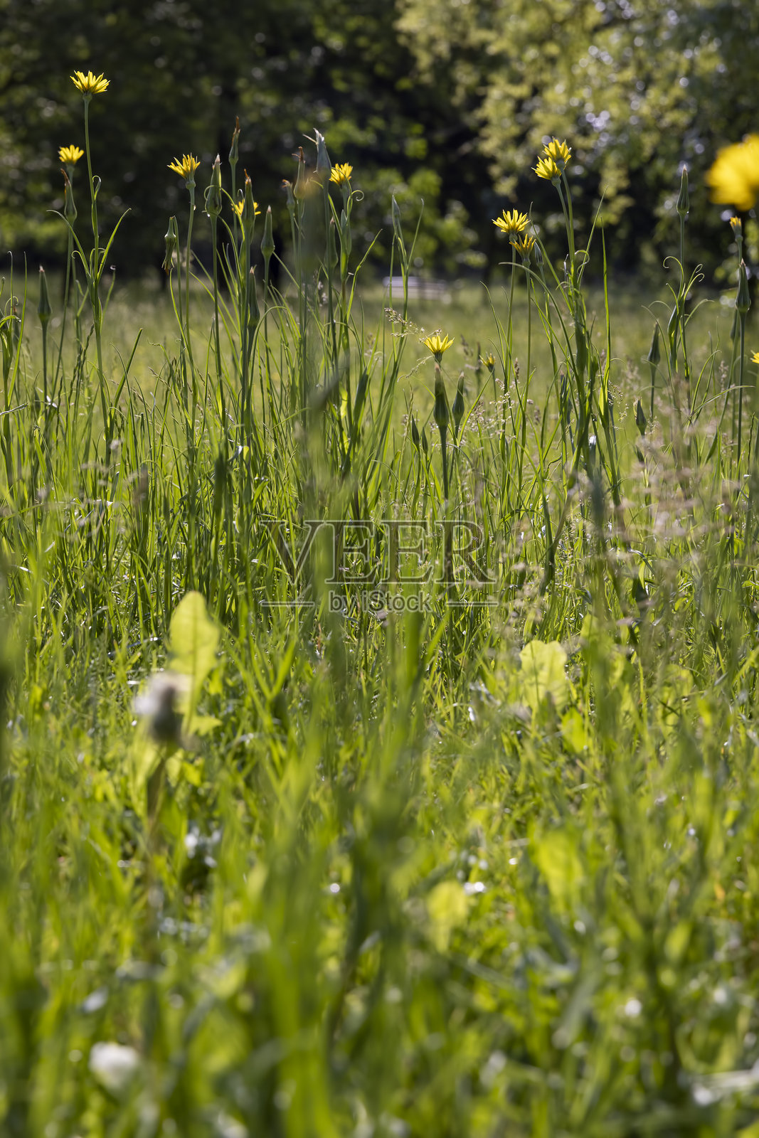 夏日公园里，绿草地上，空地边缘生长着高高的黄色花朵，几朵美丽的黄花在明媚的阳光下熠熠生辉。照片摄影图片