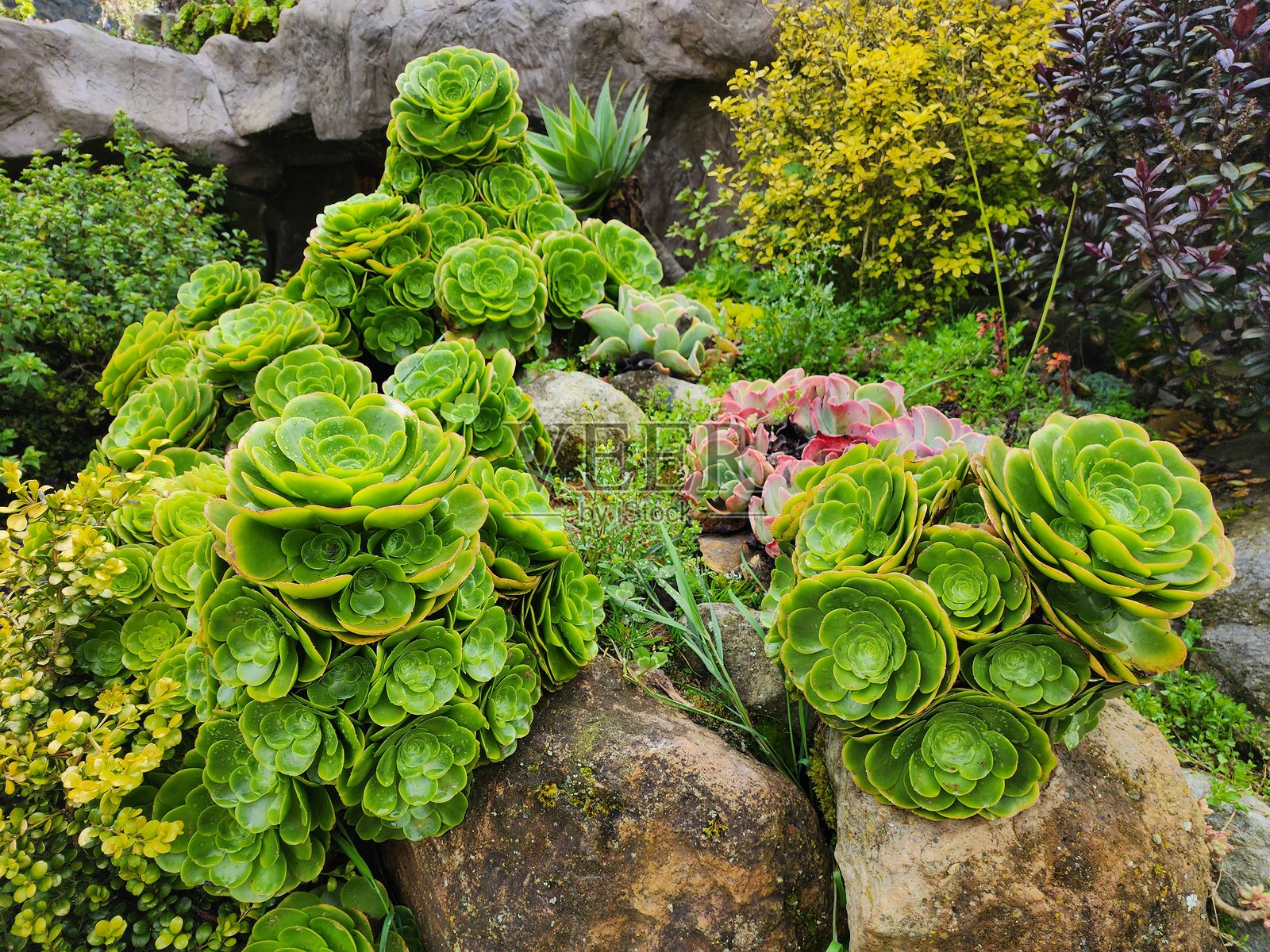 绿色花园照片摄影图片