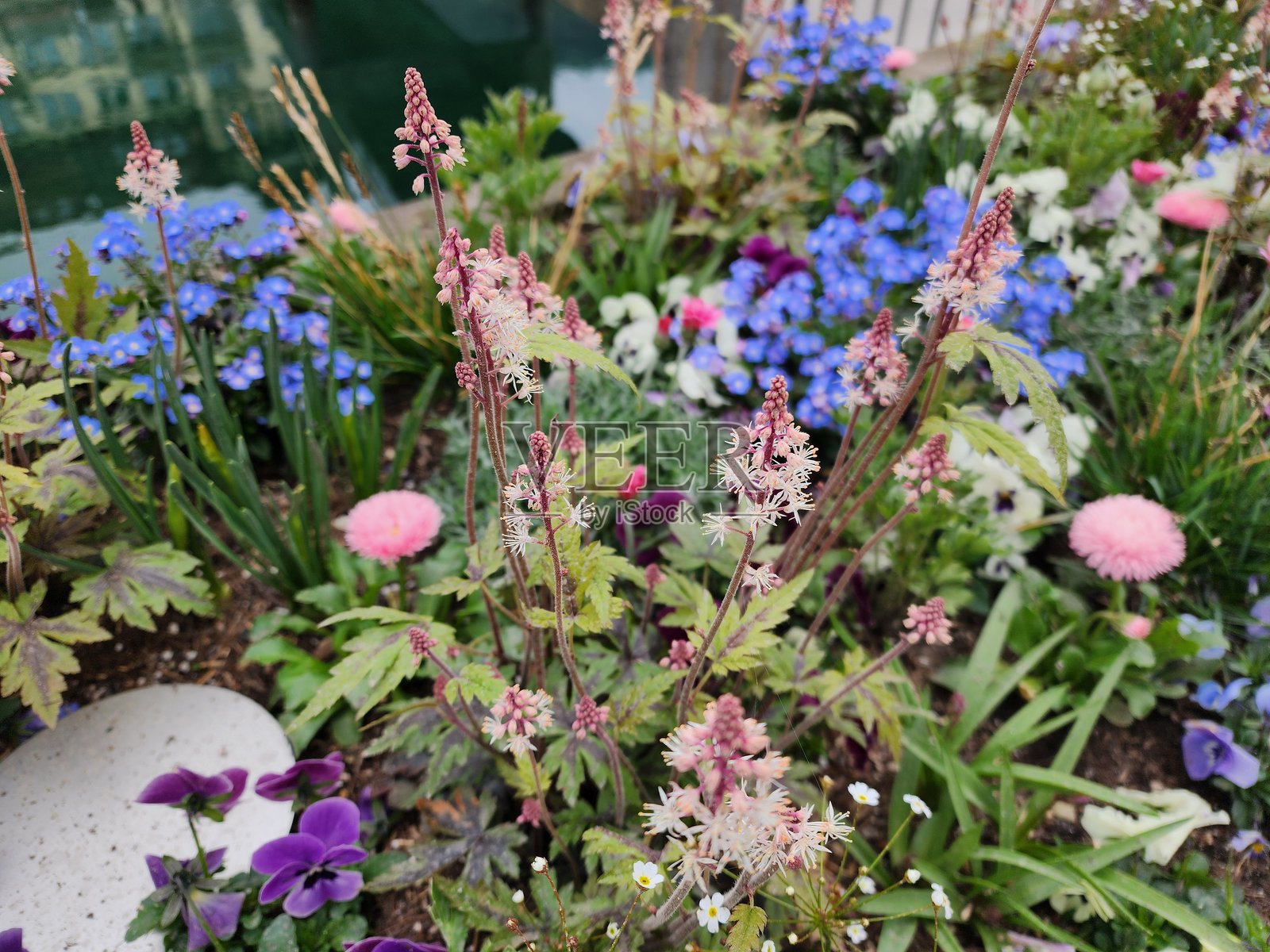长叶花烛是一种直立开花的植物，带有小型白色顶生花序。它被栽培为花园和家庭的观赏植物。照片摄影图片