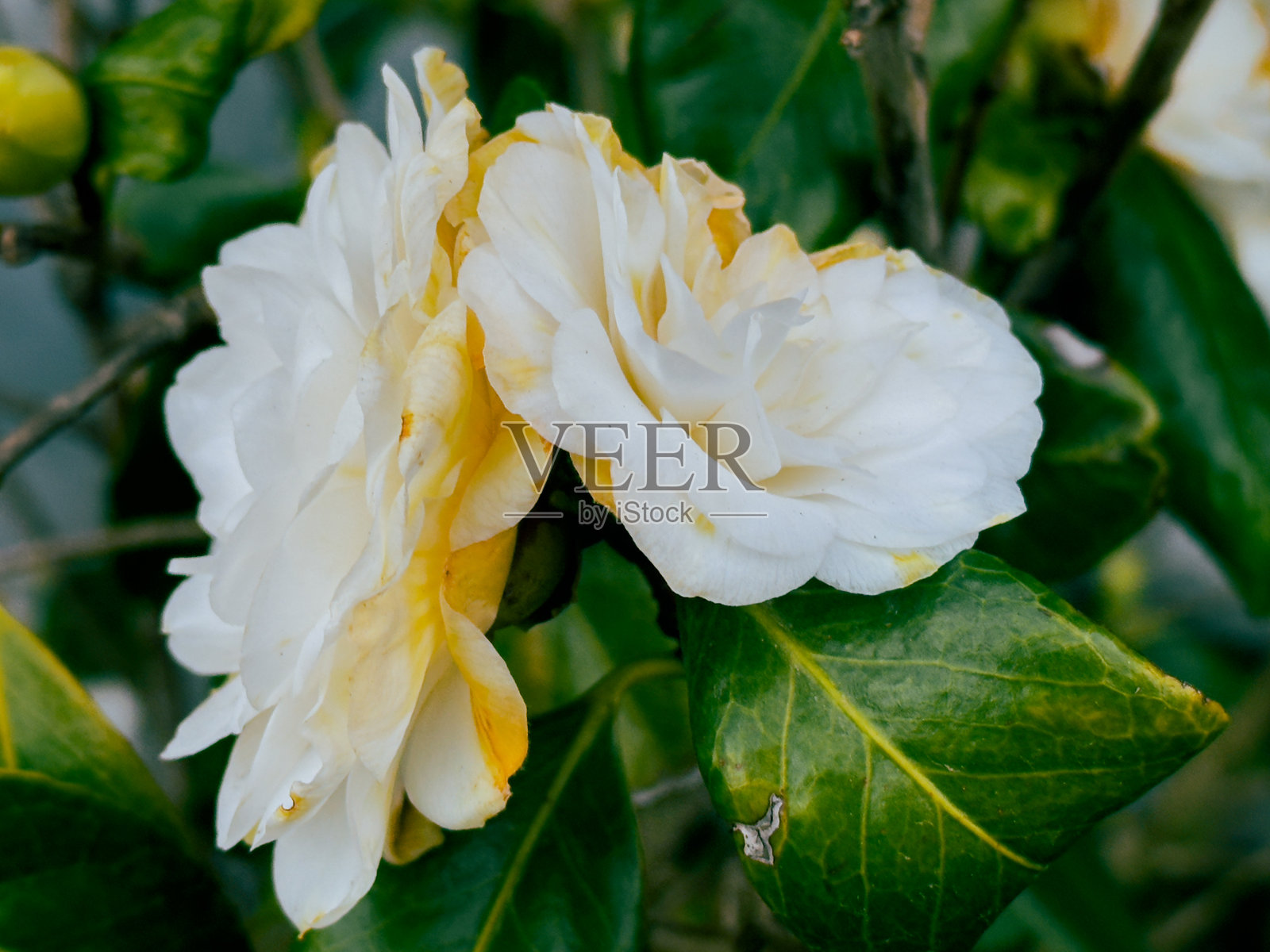 山茶花照片摄影图片