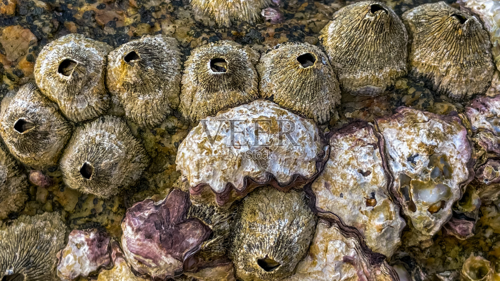 岩石上的一群贝壳和藤壶照片摄影图片