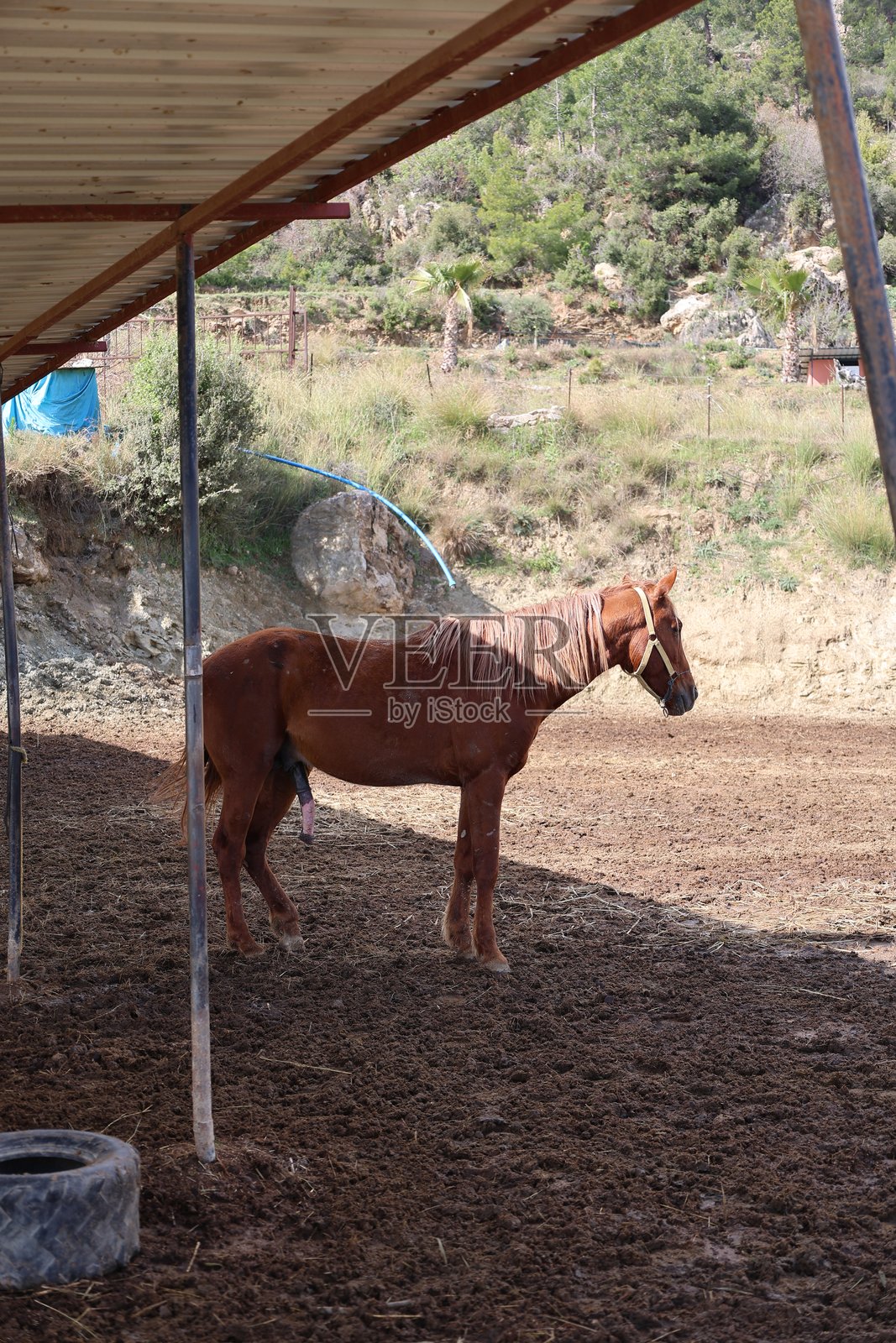 马匹围栏区域照片摄影图片