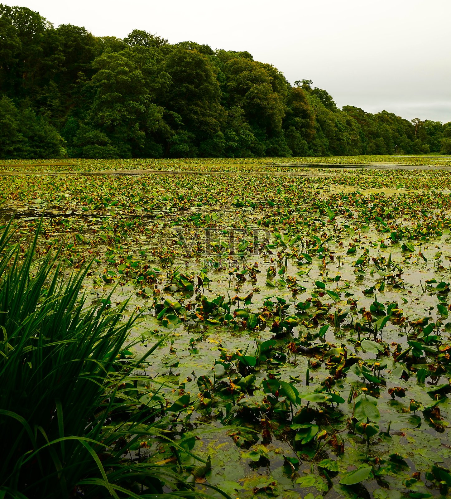 湿地照片摄影图片