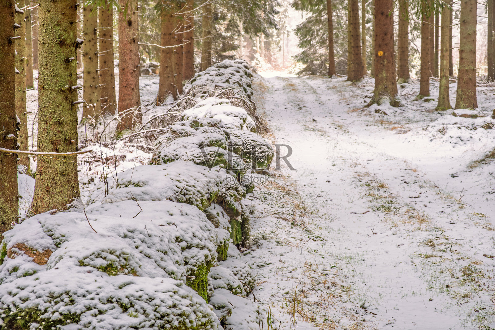 冬季，覆盖着白雪的泥土路穿过云杉林，旁边是一座长满苔藓的石墙。照片摄影图片