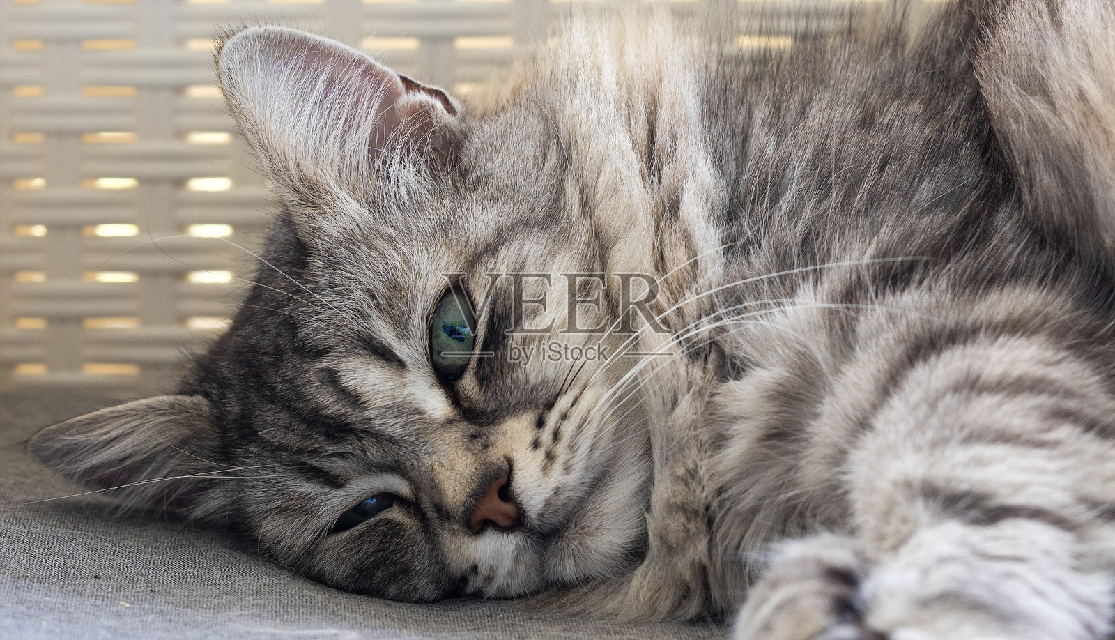 低过敏性银色西伯利亚猫照片摄影图片