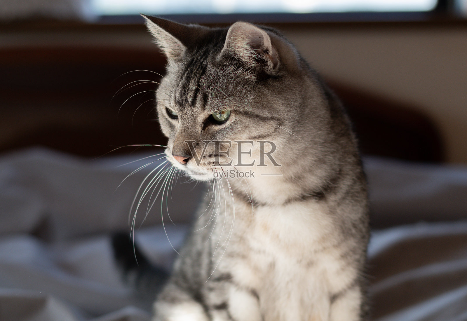 可爱的猫咪凝视着照片摄影图片