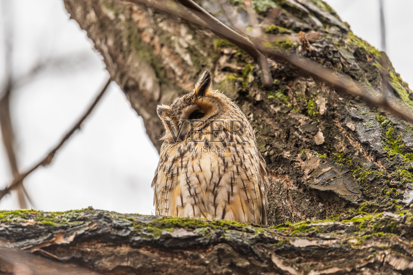 长耳猫头鹰（Asio otus），睁大眼睛向前看照片摄影图片