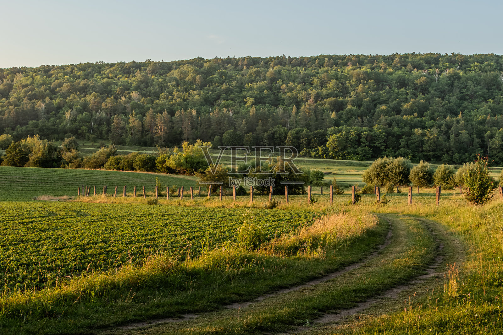 金色时分，宁静的乡村风光，有起伏的山丘和一条蜿蜒的土路照片摄影图片