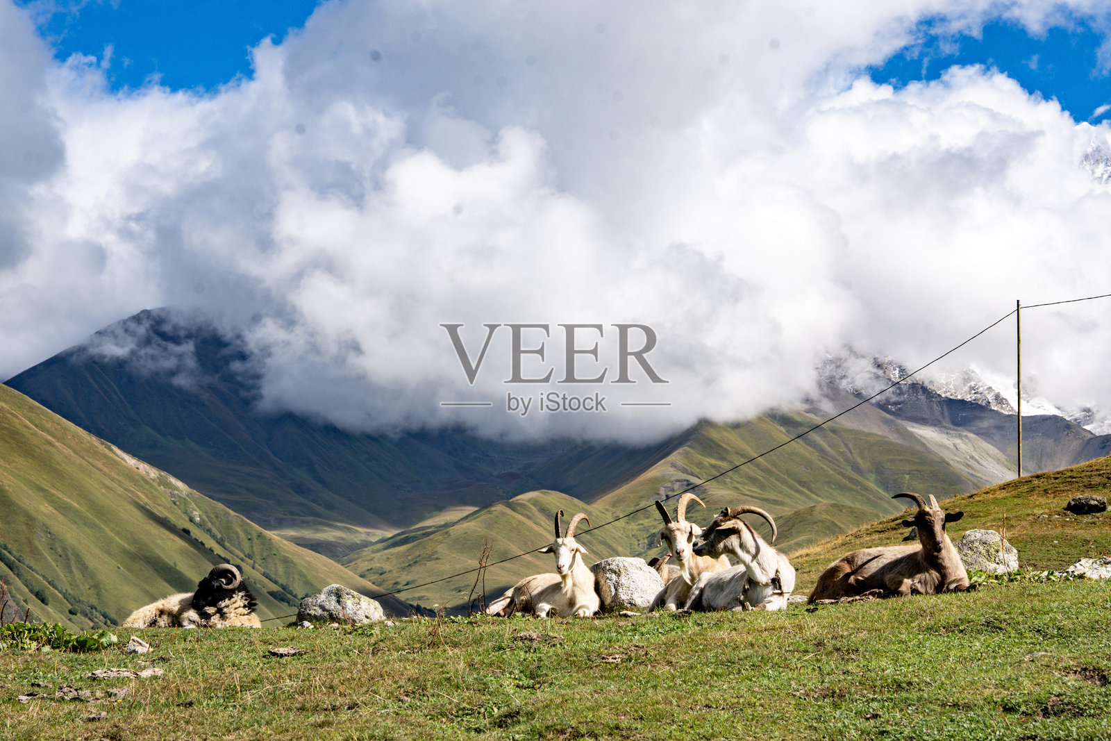 格鲁吉亚斯瓦涅季什哈拉冰川附近草地上吃草的山羊：宁静的乡村动物、绿色的山丘和白雪皑皑的山峰景象照片摄影图片