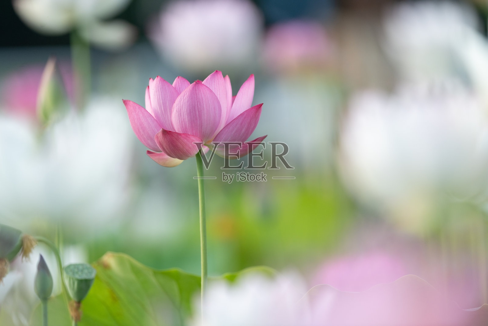 美丽的荷花照片摄影图片