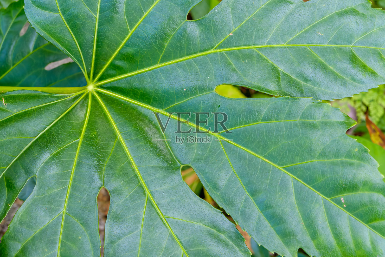 绿色叶子的特写照片摄影图片