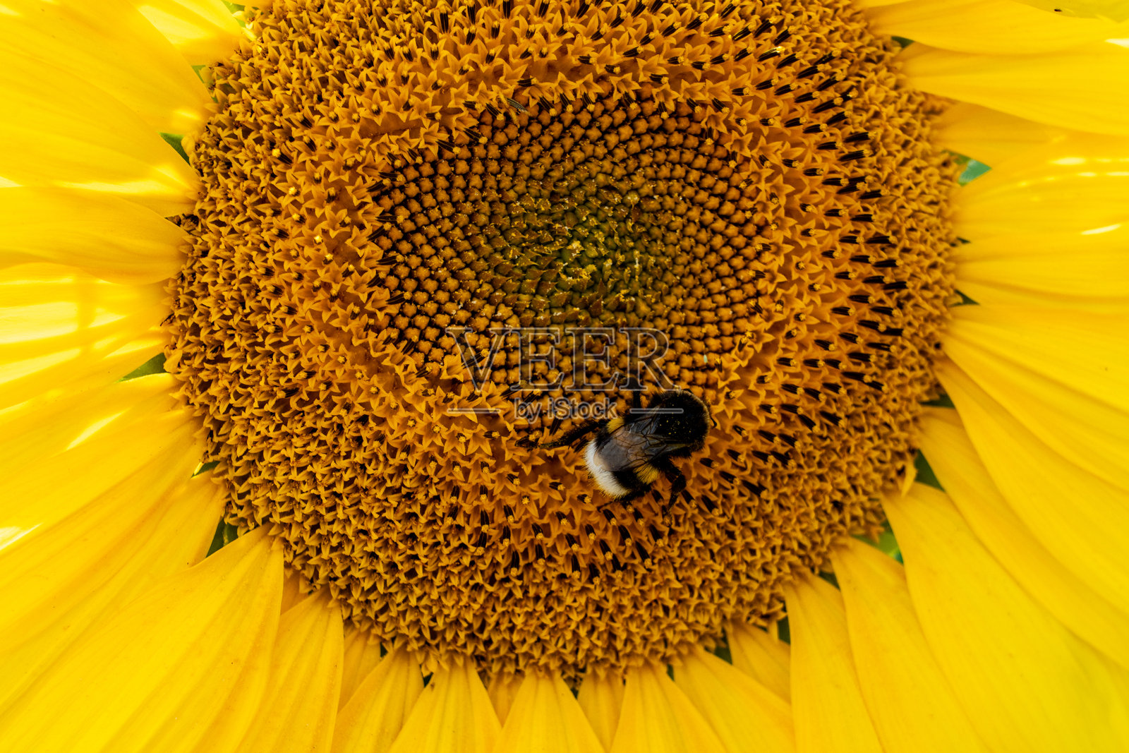 特写镜头展示了一只大黄蜂在向日葵深色、有图案的花盘中心忙碌。焦点突出了花盘的几何细节和浓郁的黄色花瓣。照片摄影图片