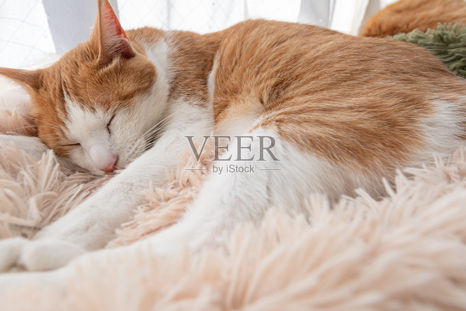 窗边熟睡的可爱猫咪照片摄影图片