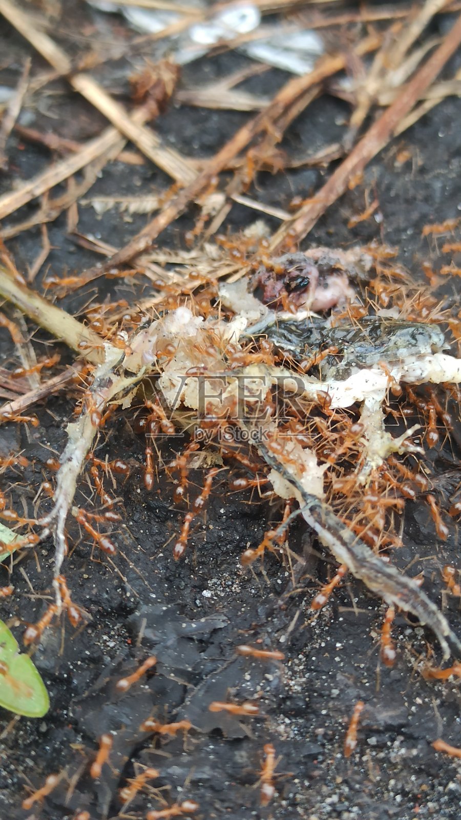 红蚂蚁搬运昆虫尸体照片摄影图片