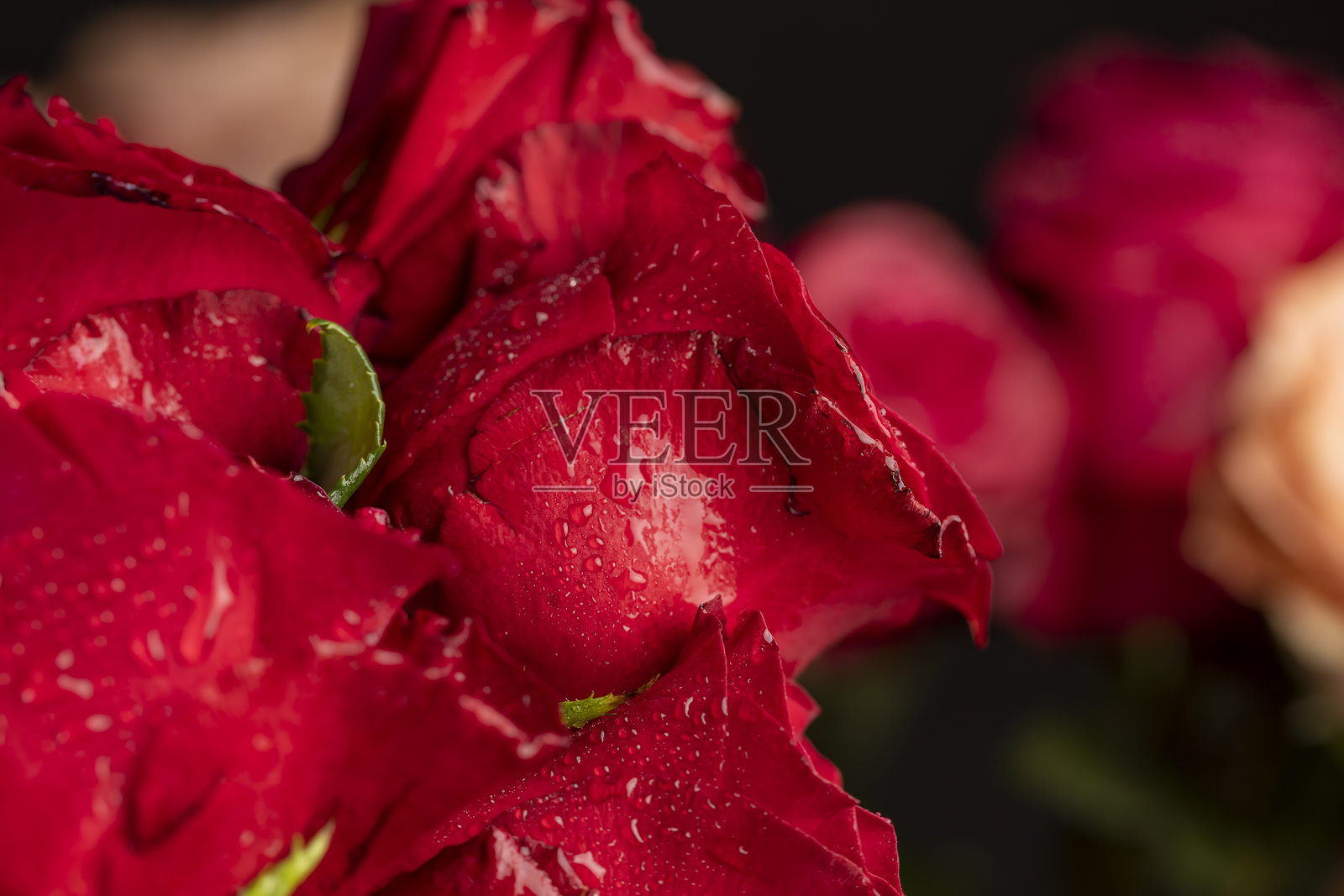 一束大型礼品花束中覆盖着水滴的红色玫瑰花，大量湿润的红玫瑰被收集起来用于赠送。照片摄影图片