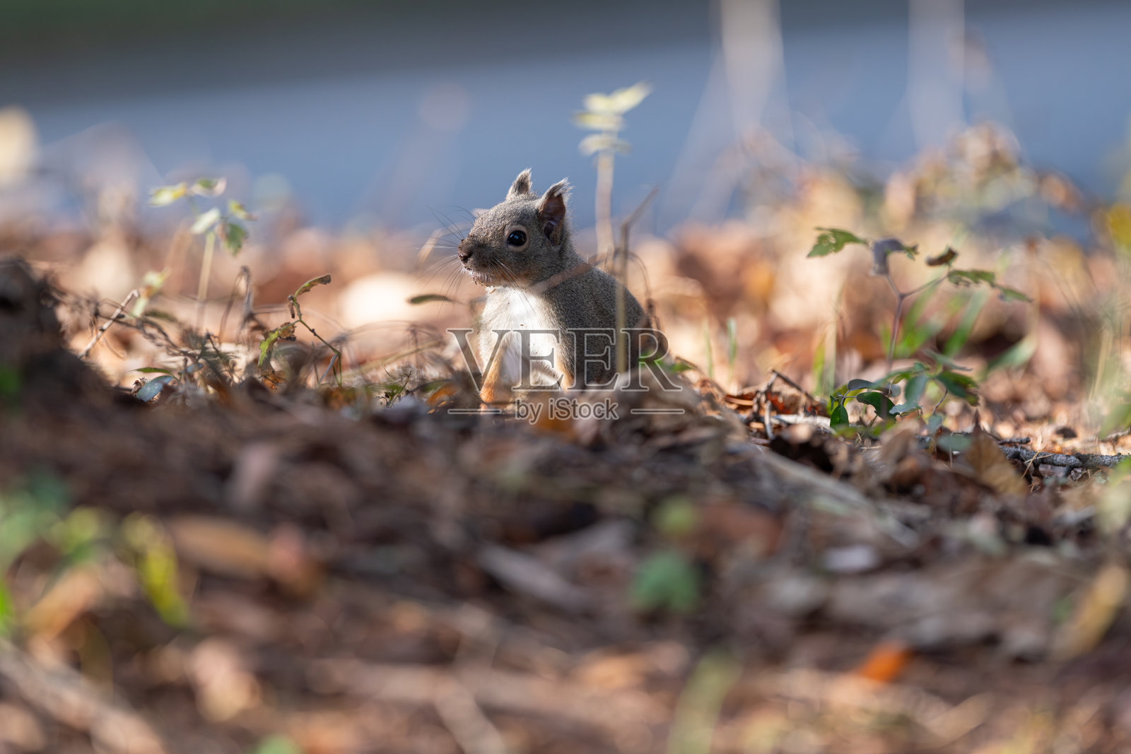 可爱的日本松鼠照片摄影图片