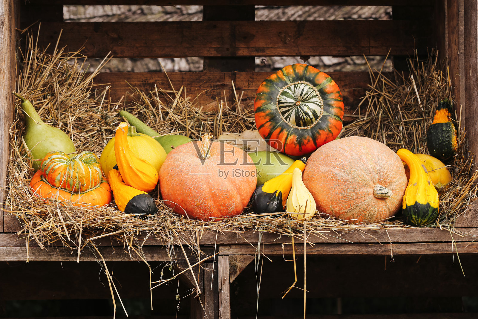 秋季丰收的南瓜和葫芦。农家质朴的木架上摆放着应季蔬菜。色彩缤纷的葫芦组成的乡村静物。照片摄影图片
