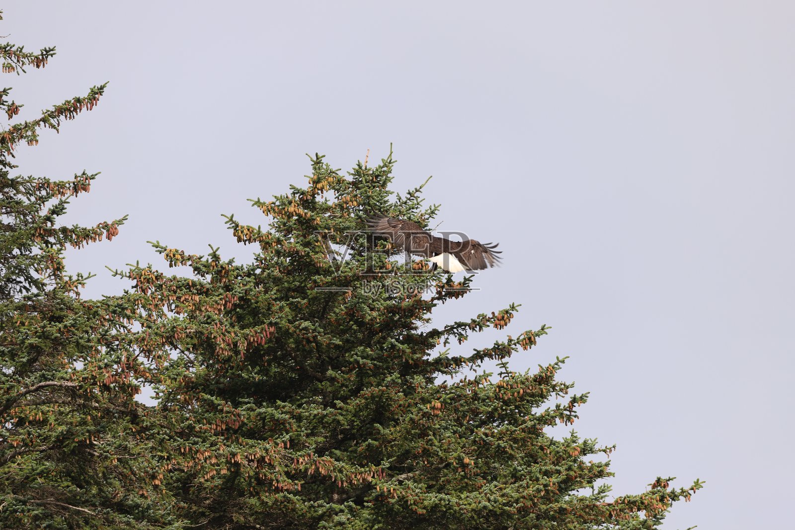 白头海雕降落照片摄影图片