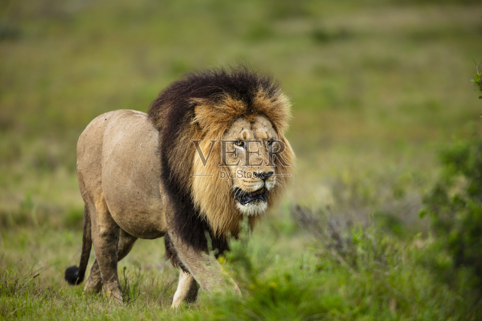 南非卡里加野生动物保护区，一头成年雄狮（Panthera leo）正在草原上行走照片摄影图片